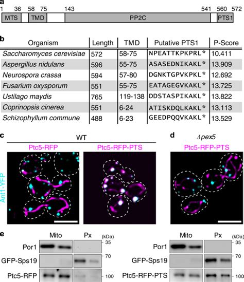 Peroxisomal Targeting Of A Protein Phosphatase Type 2C Via