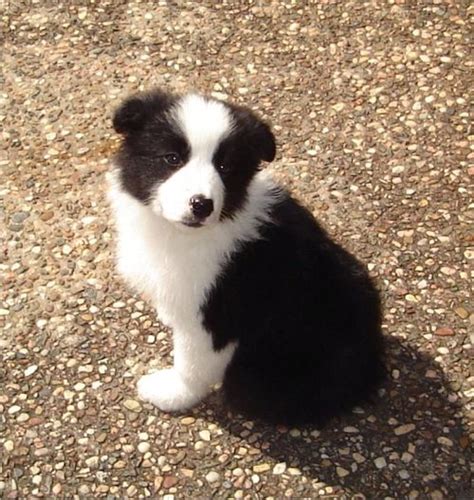 Cute Puppy Dogs: Red border collie puppies