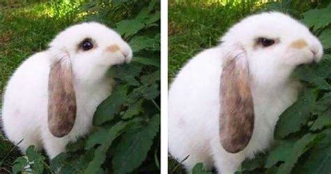 Angry Bunny Eating Leaf Blank Template Imgflip