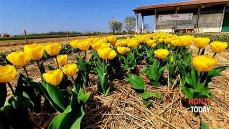 Quando Apre Il Campo Di Tulipani In Brianza Shirin Ornago