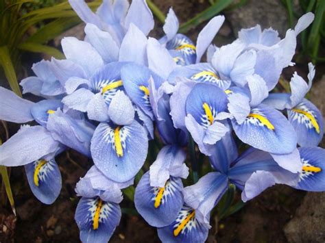 Ирис сетчатый – посадка и уход, описание и фото, сорта