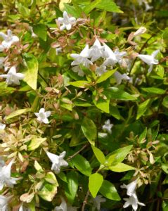 Abelia ‘Francis Mason’ Hedge • Lifestyle Home Garden Online Store