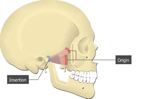 Medial Pterygoid Muscle Function