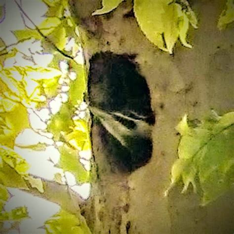 NestWatch | Pileated Woodpecker - Nesting 2016 - NestWatch