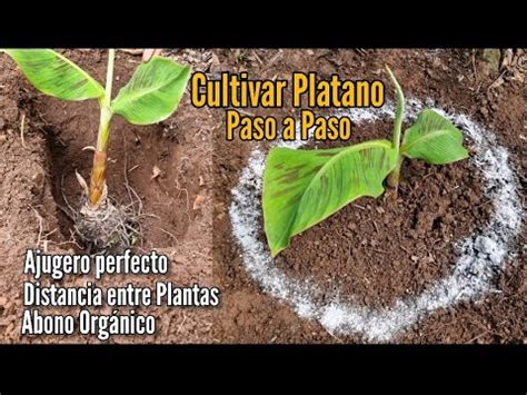 Cultivar plátano en casa