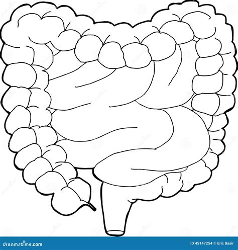 Anatomy Coloring Pages Digestive System 9