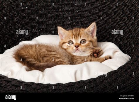 Kitten Sleeping In The Basket Stock Photo Alamy