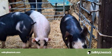 3 Berkshire Breeding Gilts | SellMyLivestock - The Online Livestock ...