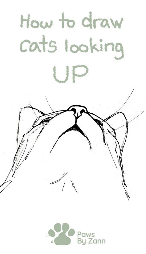 How To Draw Cats Looking Up In 2023 Cat Drawing Cat Nose Animal