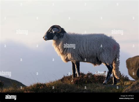 A Swaledale Sheep At Sunrise Peak District Yorkshire United Kingdom