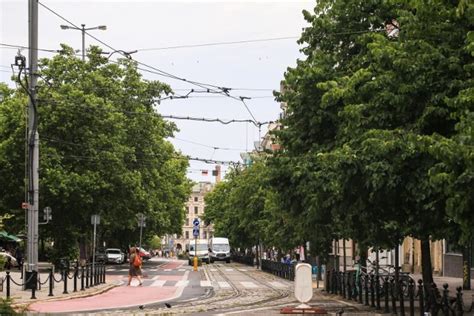 Stare drzewa w Poznaniu są wycinane a nowe chorują Miastu brakuje