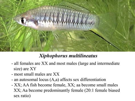 PPT Evolution Of Sex Determination And Sex Chromosomes What Can We Learn From Fish