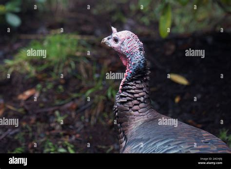 Close Up Wild Turkey Hi Res Stock Photography And Images Alamy