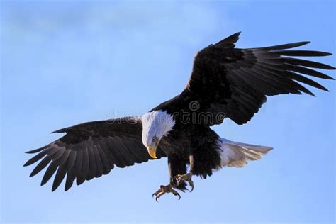Bald Eagle in Flight Hunting, Talons Extended for a Catch. Stock Image