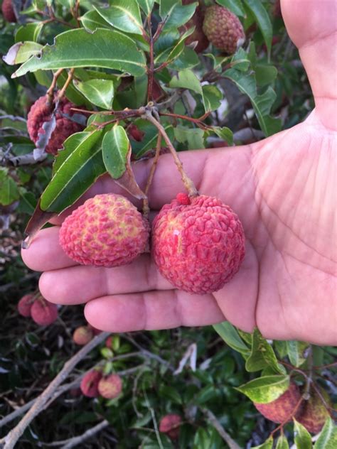 Photos | Nick's Island Tropical Fruit : Merritt Island