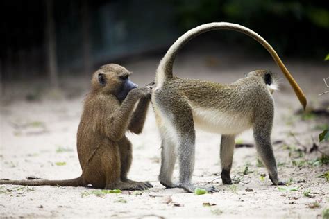 ABUKO NATURE RESERVE - Travel as Volunteer