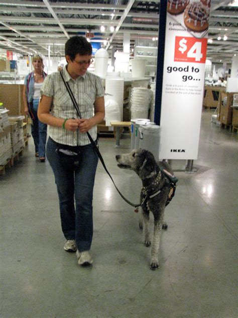 How to train a service dog anxiety alert/response - Psychiatric Service