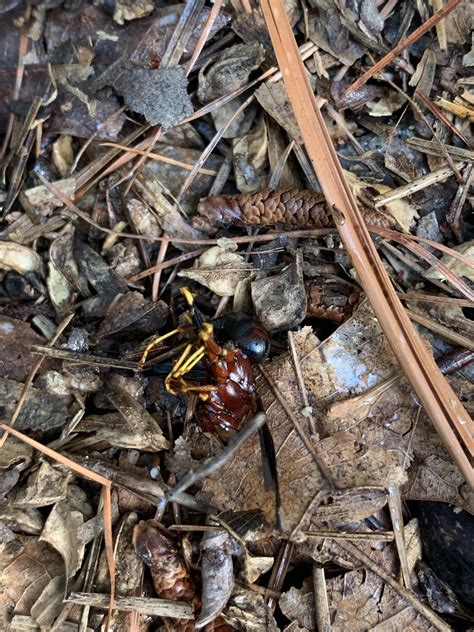 What’s the exact species of this paper wasp? (NC Piedmont) : r/whatsthisbug