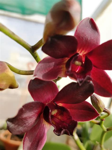 Dark Red Orchid fkowers | Orchids, Red orchids, Flowers