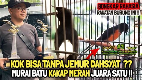 Burung Ini Tanpa Jemur Murai Batu Kakap Merah Juara Satu Di Kmm