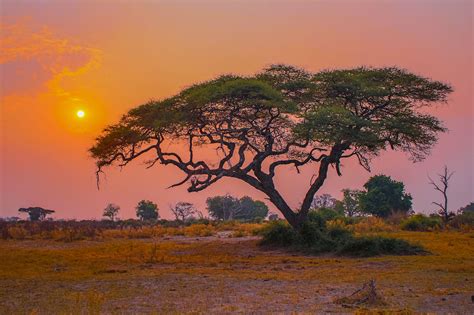 Duba Plains Camp - U & HP's Landscape And Wildlife Photography