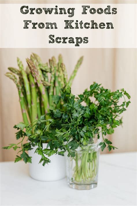 Growing Foods From Kitchen Scraps | Moms Need To Know