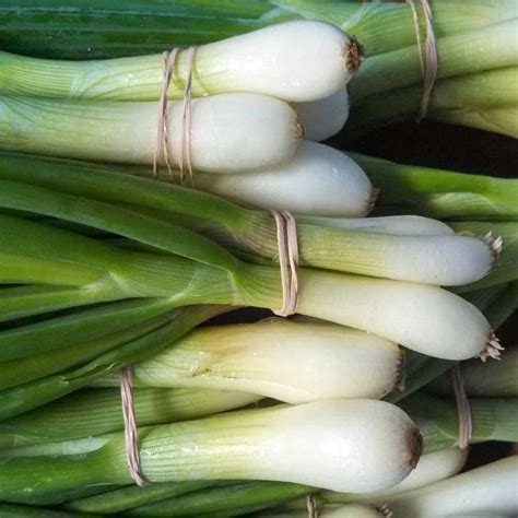 Tokyo Long White Bunching Heirloom Onion Seeds Terroir Seeds