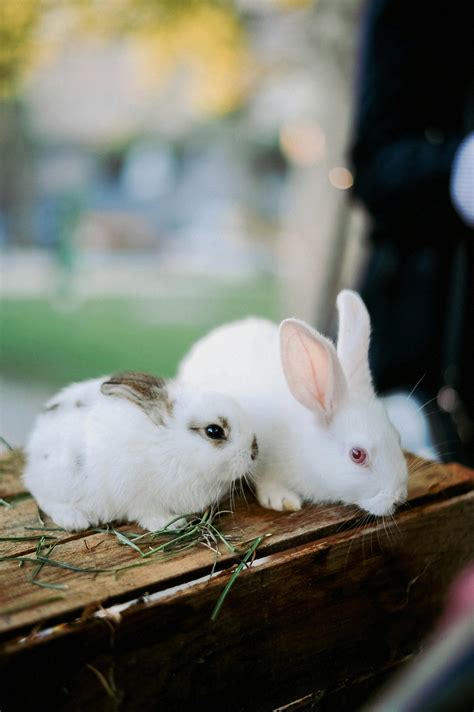 Cute Rabbits Photos, Download The BEST Free Cute Rabbits Stock Photos ...