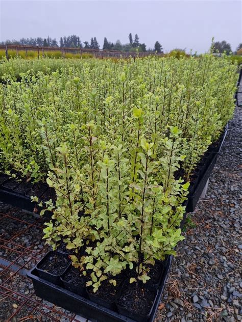 Pittosporum Tenuifolium X 42 7cm Pots Orari Nursery Online