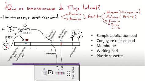 Inmunocromatograf A Pruebas R Pidas En El Laboratorio Cl Nico Youtube