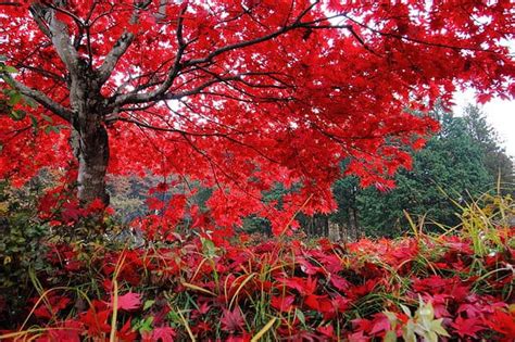 The 10 Most Iconic Trees Native to Pennsylvania - A-Z Animals