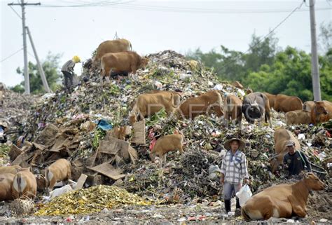 Sapi Makan Sampah Antara Foto