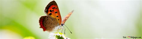 Butterfly On Flower 4K wallpaper download