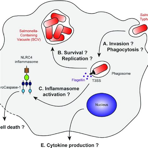 Stages Of Salmonella Typhimurium Infection With Differential Download Scientific Diagram