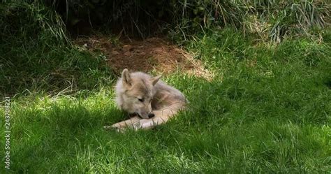 Arctic Wolf Canis Lupus Tundrarum Female Laying At Den Entrance Real