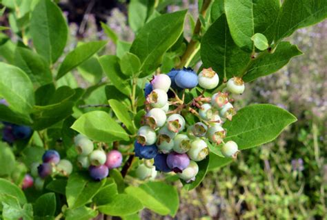 Heidelbeeren unterpflanzen besten Tipps für Ihren Garten