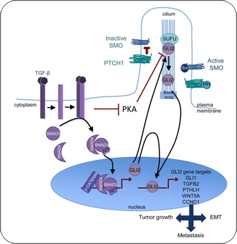 Tgf β And Hh Signaling Crosstalks Tgf β Ligands Induce Cellular