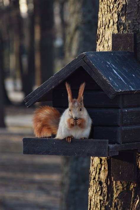 Squirrel in Feeder · Free Stock Photo