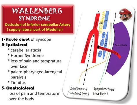 An Image Of A Poster With Information About The Structure Of A Syntrophane