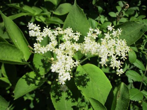 Flor De Saúco La Planta Medicinal Estrella De La Coctelería