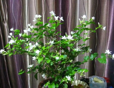 茉莉花什么时候开花，茉莉花一年可开三次花 —【发财农业网】