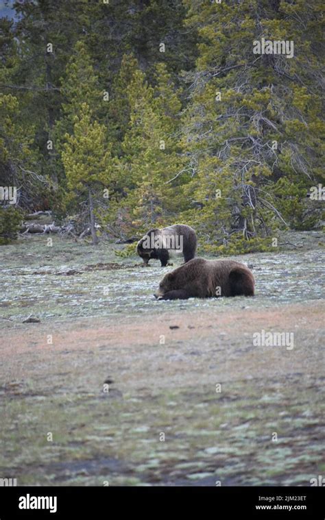 Yellowstone Nationalpark Usa Grizzle Wildschwein Und S En Sehr Nahe An