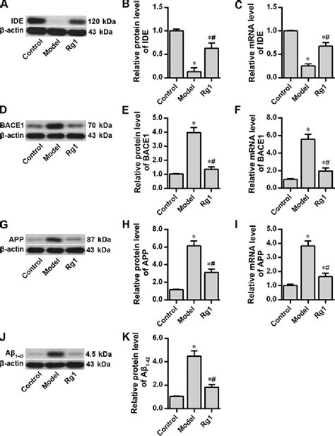 Figure 4 From Ginsenoside Rg1 Reduces β Amyloid Levels By Inhibiting