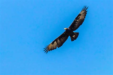 Best Black Eagle Flying Stock Photos, Pictures & Royalty-Free Images ...