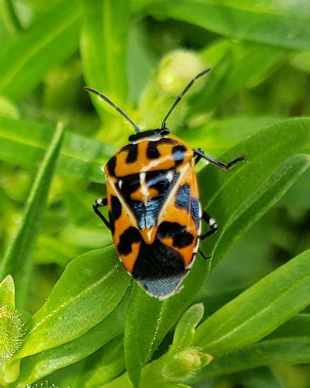 Augocoris Illustris Murgantia Histrionica Bugguide Net