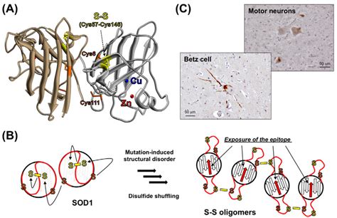 Formation Of S S Oligomers In Sod Related Als A Crystal Structure Of