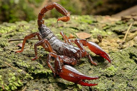 Heterometrus Longimanus Alchetron The Free Social Encyclopedia