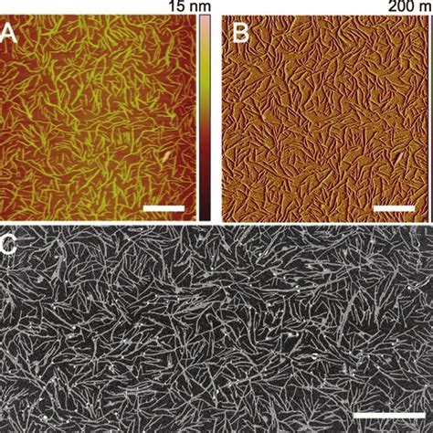 Tapping Mode AFM Height A And Amplitude Images B On Mica And SEM