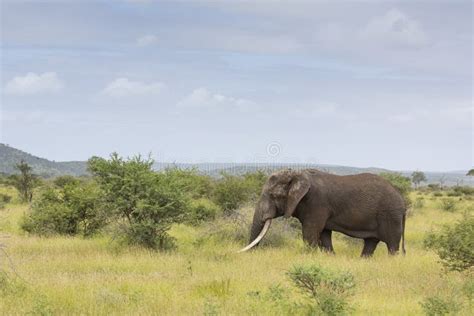 Elephant Bull in Savanna Habitat, South Africa Stock Photo - Image of ...