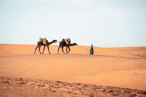 Merzouga Camel Trekking In Morocco / Best 10 Camel Morocco